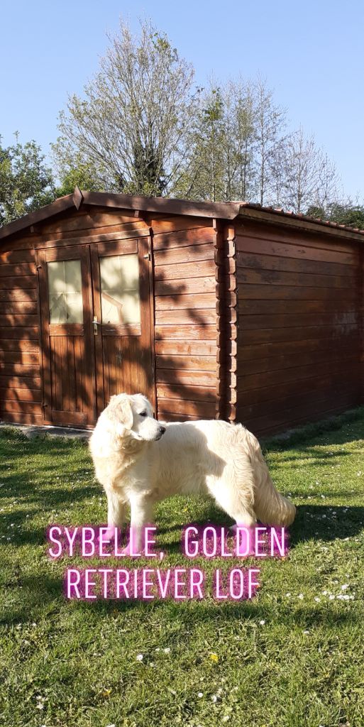 Sybelle du Hameau de Crecques